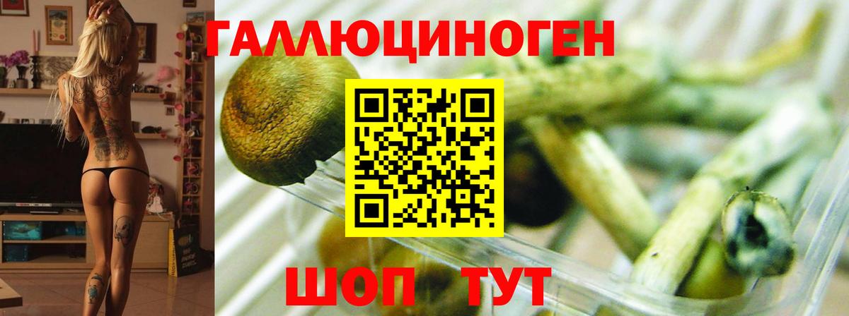 Псилоцибиновые грибы прущие грибы Ростов Великий